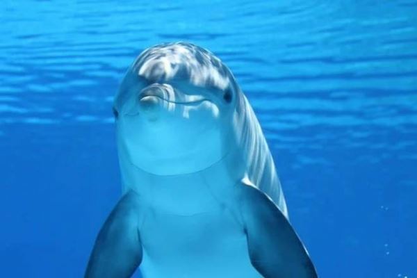 Норвежский учёный заметил необычное поведение дельфина