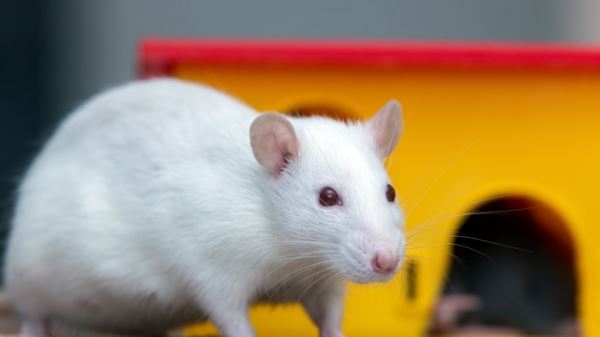 Австралийские ученые научились правильно щекотать крыс